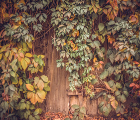 Old barn in an abandoned garden