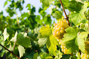 Moscato