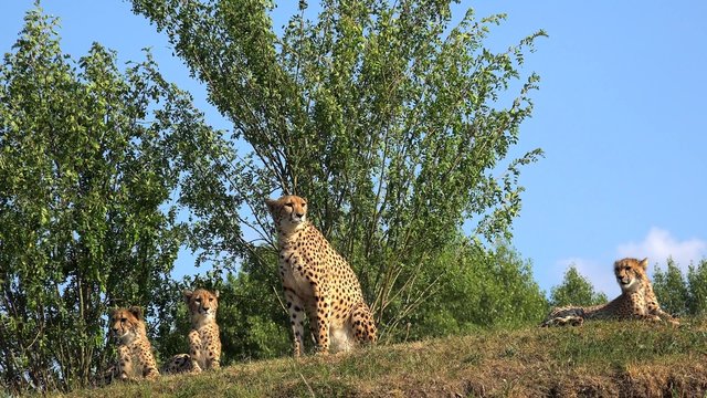 Family of cheetah (Acinonyx jubatus).
