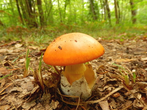 Close up of an Amanita Caesarea Mushroom, aka Caesars Mushroom 5 days after breaking through the ground. In France known as Roi de Champignons