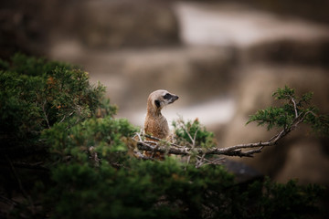 Meerkat standing on the stone