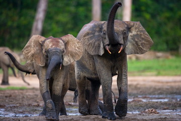 Forest elephants in the jungle. National Park Dzanga Sanga Africa.
