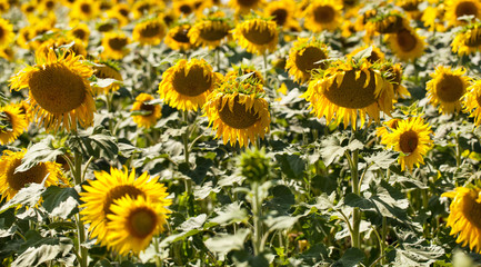 Fototapeta na wymiar field of ripen sunflowers in natural daylight