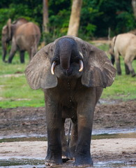 Fototapeta na wymiar Forest elephants in the jungle. National Park Dzanga Sanga Africa.
