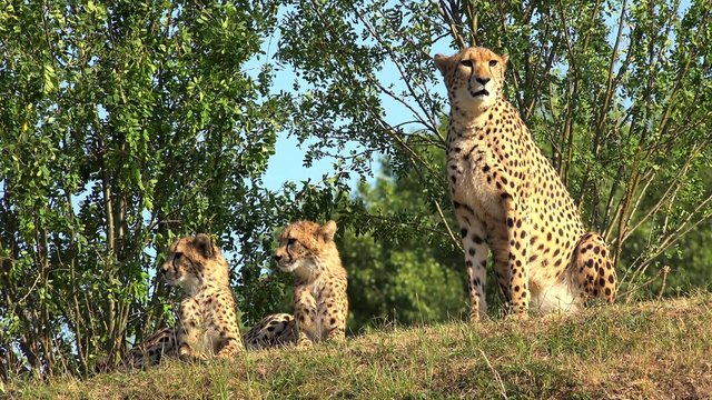 Family of cheetah (Acinonyx jubatus).