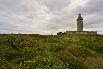 Fototapeta na wymiar la lande au phare du cap Fréhel (22240 Plévenon), département des Côtes-d'Armor en région Bretagne, France.