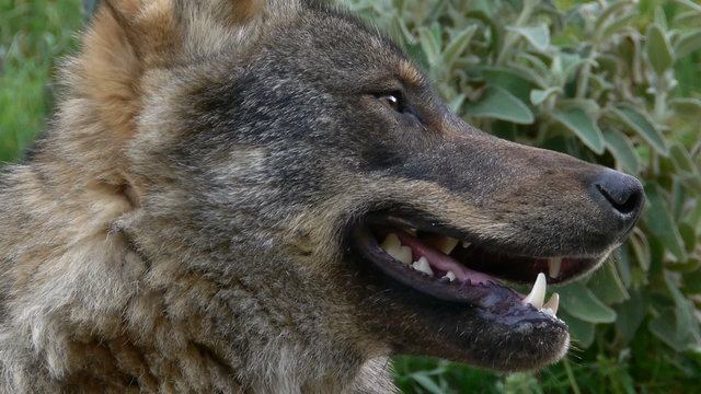  closeup of Iberian wolf head with his eyes and fangs