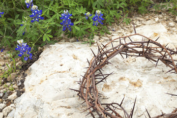 Crown of thorns on rocky ground with Texas Bluebonnets