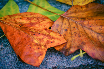 some autumn leaves