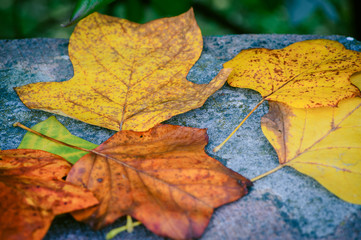 some autumn leaves