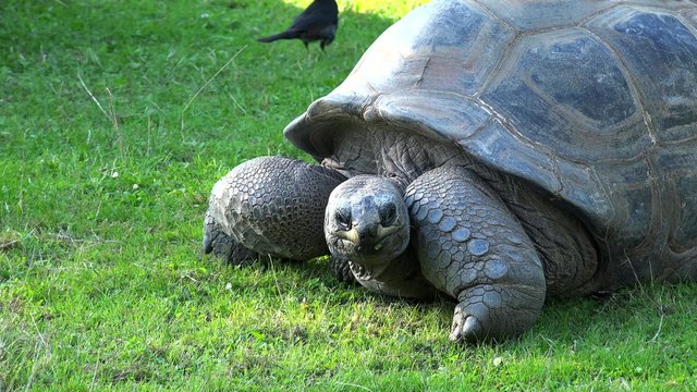 Santa Cruz Galapagos giant tortoise (Chelonoidis nigra). 
