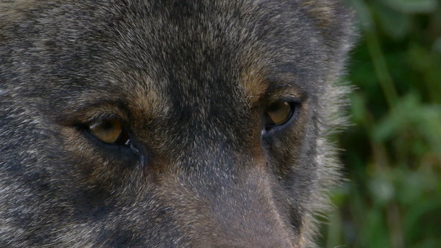  Iberian wolf deep look at a closeup of the head 