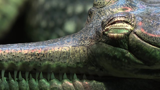Close-up of a gharial snout (Gavialis gangeticus).