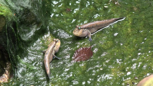 Periophthalmus interacting with one anothe.