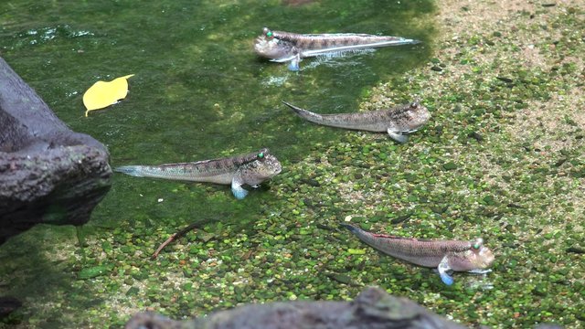 Group of Periophthalmus amphibious fish.