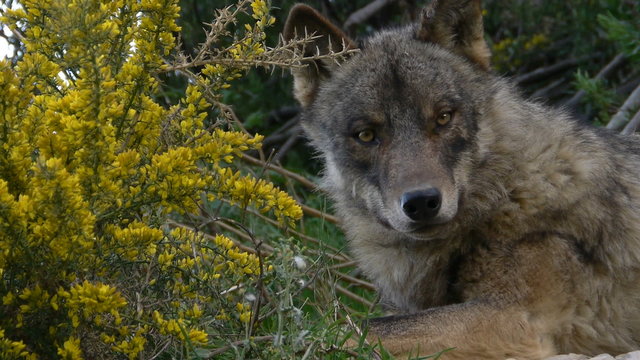  Iberian wolf lying beside the hawthorn blossomed 