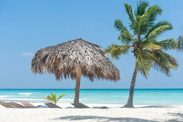 Palm and sunshade on Saona island