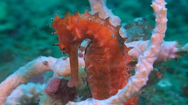 Thorny Seahorse. Close up