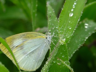 white butterfly in the rain #2