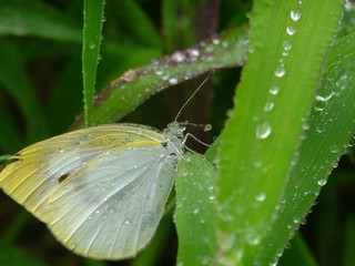 Obraz premium white butterfly in the rain #3