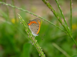 little butterfly on the grass #2