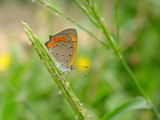 Obraz premium little butterfly on the grass #3