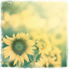 Old style image of sunflowers