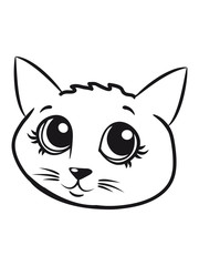 Cat small young sweet loving pet