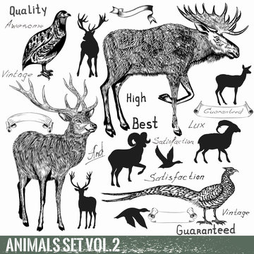 Set of vector hand drawn detailed wild animals