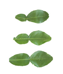  Fresh kaffir lime leaf isolated on white background