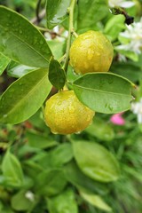 Orange fruit on tree
