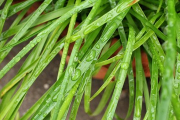 Obraz premium Water drop on leaves