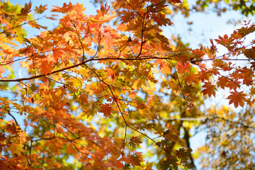 Sky through the autumn maple  leaves