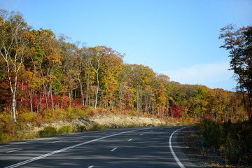 Road in autumn forest