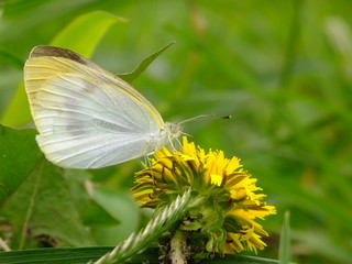 yellow and white #2