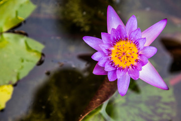Lotus is blooming in the water.