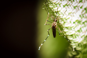 black culex mosquito