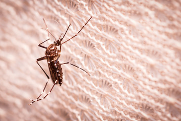 black culex mosquito