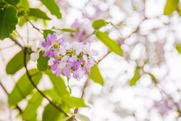 Lagerstroemia calyculata  is blooming.