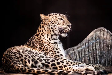 Abwaschbare Fototapete Puma Leopard sitzt in einem Käfig