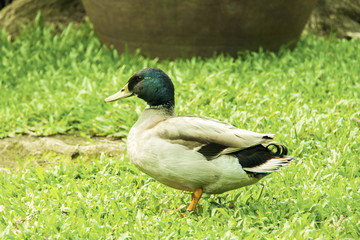 Mallard duck standing isolated on grass
