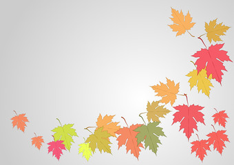 Maple leaves on white backgrou ,vector illustration