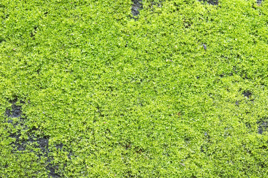 Green Moss