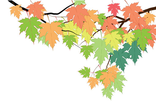 Maple branch with colorful leaves on white background,vector illustration