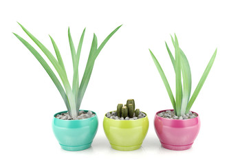 Plants in ceramic pots on white background