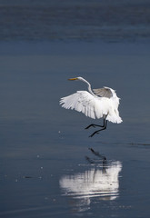 Great Egret (Ardea alba) landing