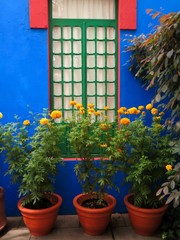 Golden marigolds grow by window of blue home