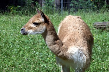 baby lama © Irina Apraksina