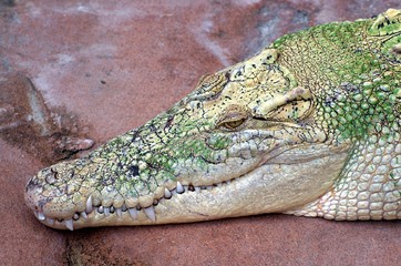 Obraz premium alligator