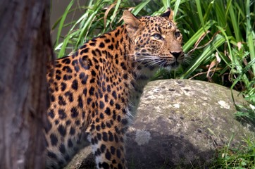 Fototapeta premium panther